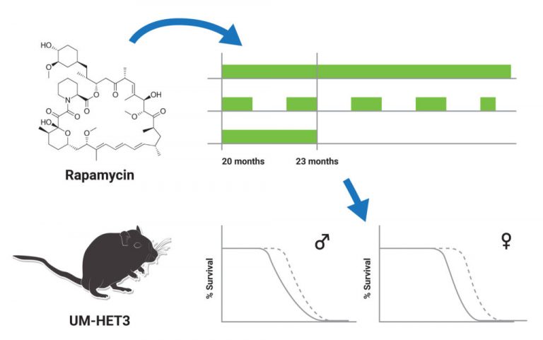 Late Life Rapamycin Dosing Regimens Extend Mouse Lifespan In A Sex