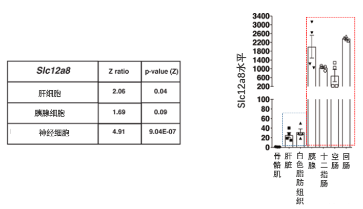 图1 Slc12a8基因水平在肝脏、胰腺、大脑细胞和小肠中发生显著变化