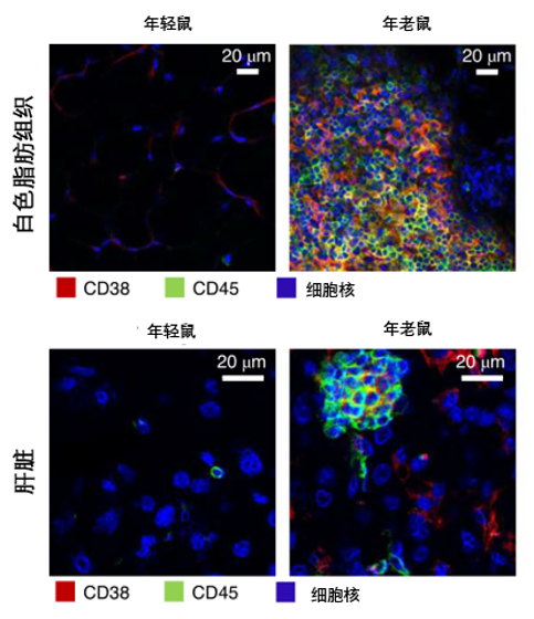 图1 分泌CD38蛋白的免疫细胞总数随着衰老显著增加