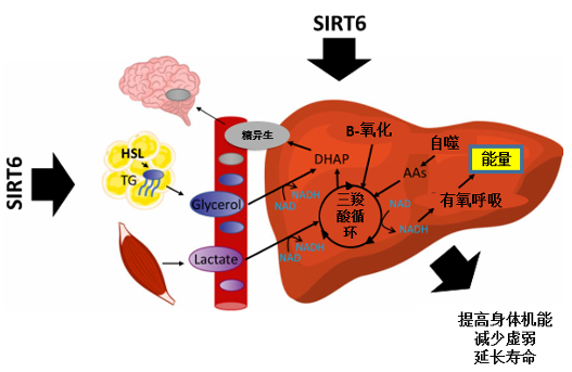 图10 SIRT6蛋白通过保持老年期NAD+代谢和能量产生途径来延长健康寿命