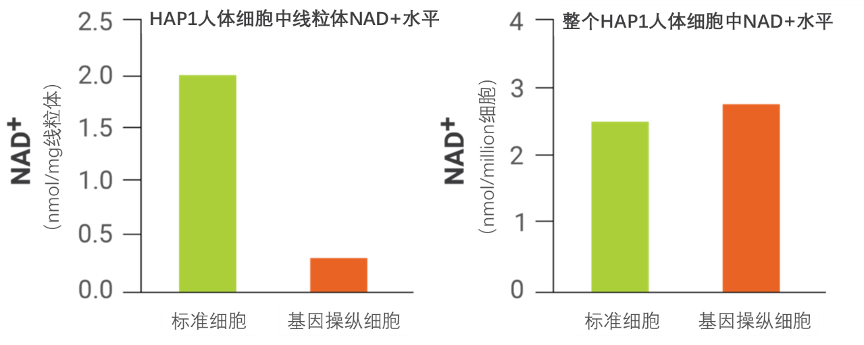 图2 基因敲除SLC25A51后，线粒体和整个细胞中NAD+的水平变化情况