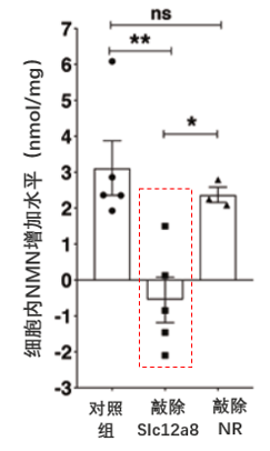 图2 敲除Slc12a8基因后，细胞内NMN水平显著下降