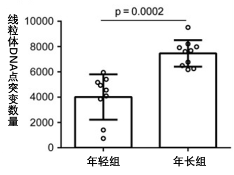 年长女性（年龄大于37岁）的卵母细胞线粒体DNA点突变显著多于年轻女性（年龄小于31岁）