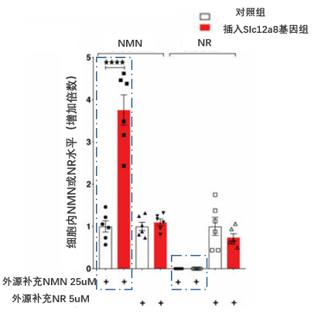 图3 Slc12a8基因表达的蛋白仅可转运NMN，对NR无作用