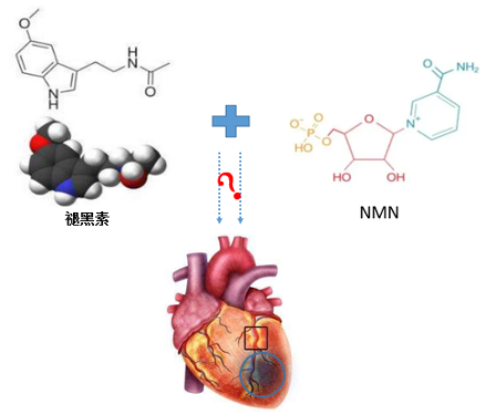 图3 褪黑素、NMN与心脏间的作用探索