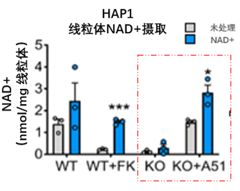 图4 SLC25A51是线粒体摄取NAD+的必需媒介