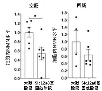 图4 与未敲除鼠相比，小鼠Slc12a8基因敲除后显著降低了小肠