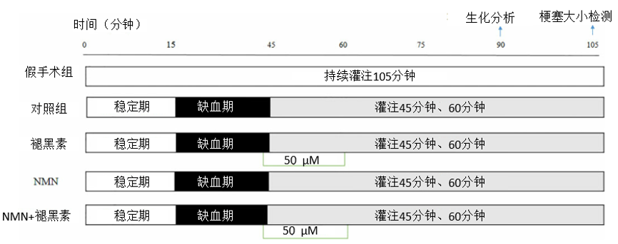 图4 心肌缺血/再灌注损伤的建模实验流程