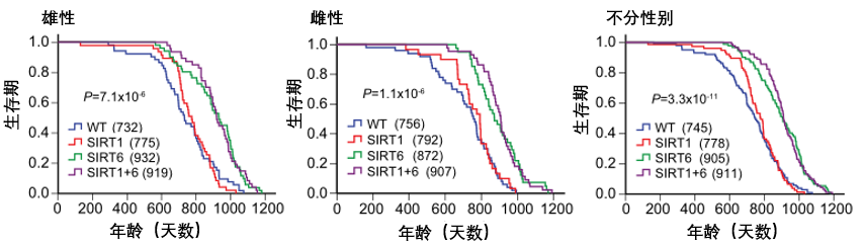 图4 提高SIRT6蛋白含量可显着延长小鼠寿命