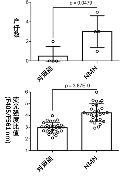 补充NMN增加了雌鼠产仔数和NADH/NAD+比值
