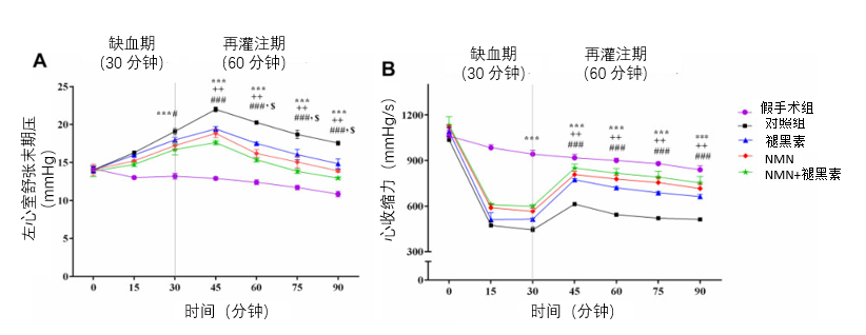 图5 NMN和褪黑素可保护老年大鼠心脏，提高心功能
