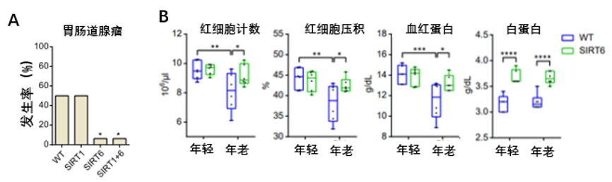 图5 SIRT6蛋白可以改善老年小鼠的健康寿命