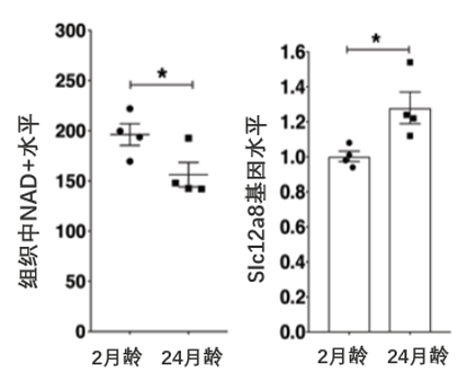 图5 年老鼠的小肠组织中NAD+显著下降（左），但Slc12a8显著上调（右）