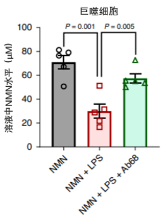 图5 炎症反应诱导巨噬细胞产生的CD38蛋白可消耗NMN