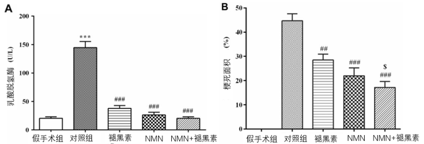 图6 NMN和褪黑素可减少老年鼠的心肌损伤