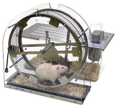 图6 小鼠跑轮实验