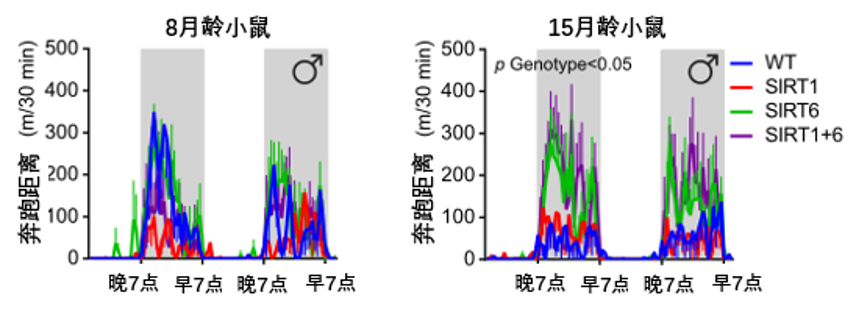 图7 SIRT6蛋白过表达可显著提升老年小鼠奔跑距离，减少与衰老相关的虚弱