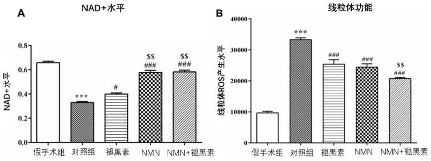 图7 线粒体和NAD+是NMN和褪黑素发挥心脏保护的关键