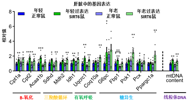 图8 与能量代谢相关的五种途径基因在过表达SIRT6蛋白小鼠肝脏中上调
