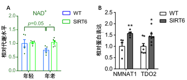 图9 SIRT6蛋白过表达可通过合成NAD+来维持其水平恒定